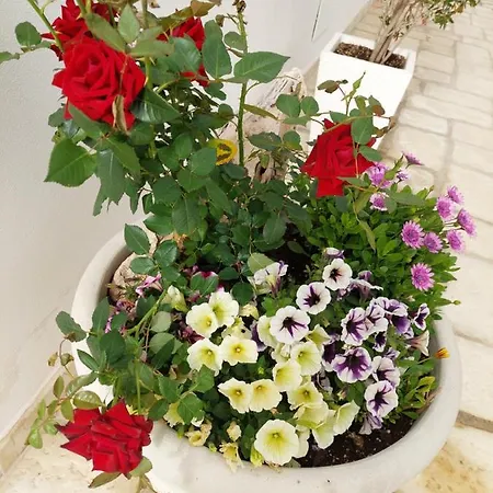 Alojamento de Acomodação e Pequeno-almoço La Colimena Torre Colimena